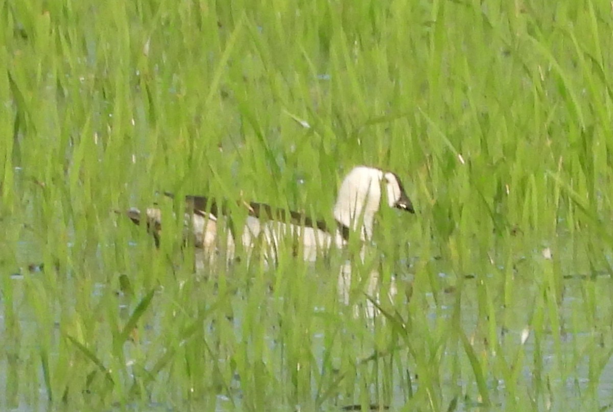 Cotton Pygmy-Goose - Pallab Saikia