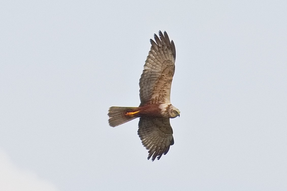 Western Marsh Harrier - Bruce Kerr