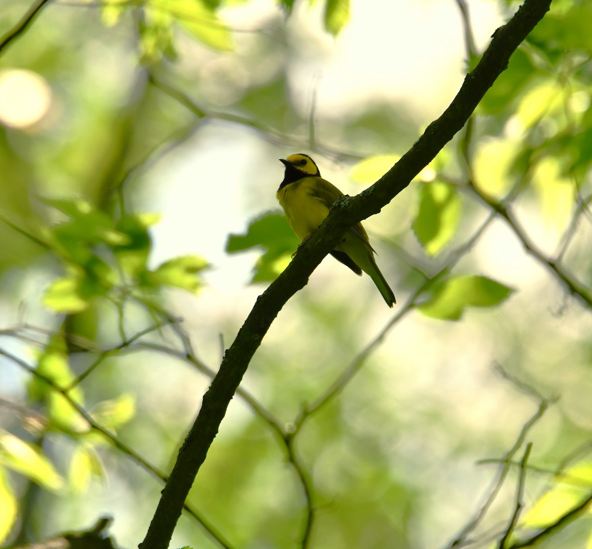 Hooded Warbler - Marsha Lewis