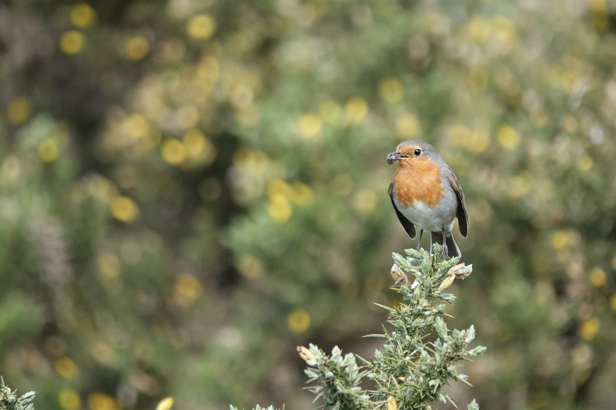 European Robin - Linsey Gooding