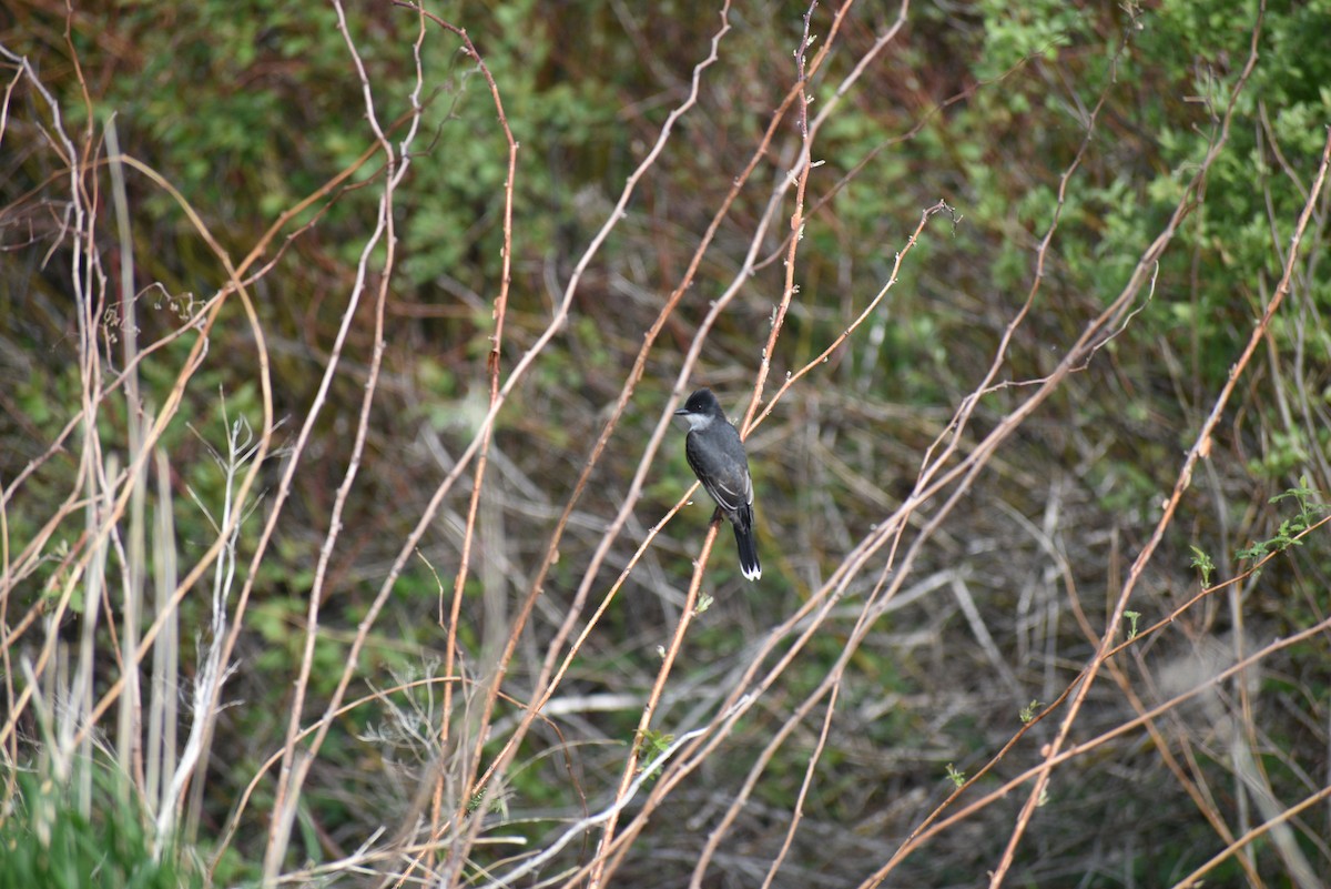 Eastern Kingbird - Robin Fournier