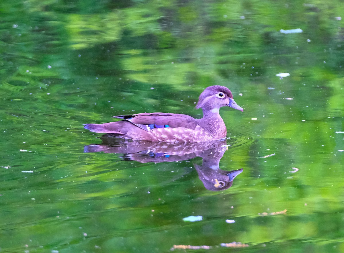 Wood Duck - Andrew Dressel