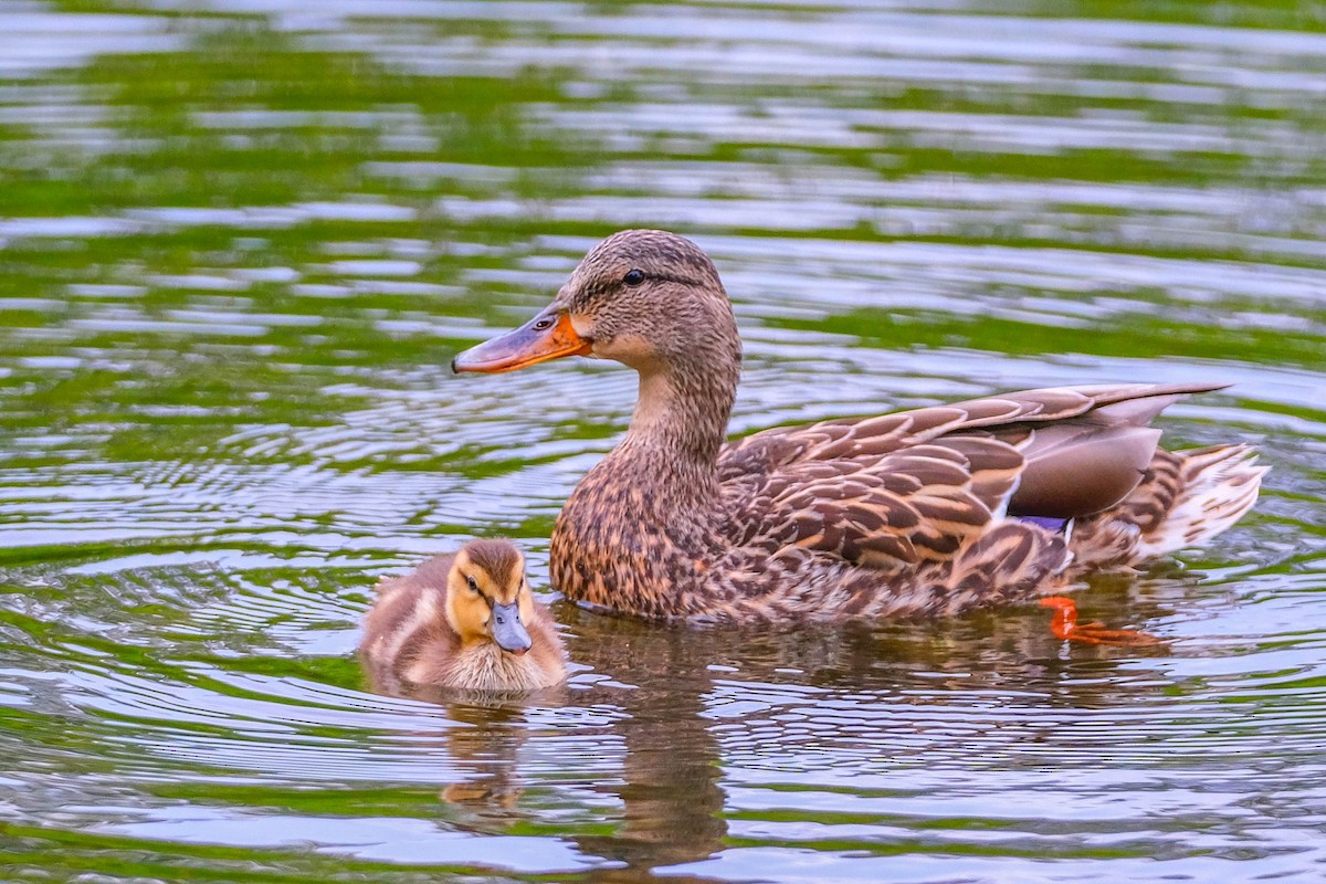 Mallard - Andrew Dressel