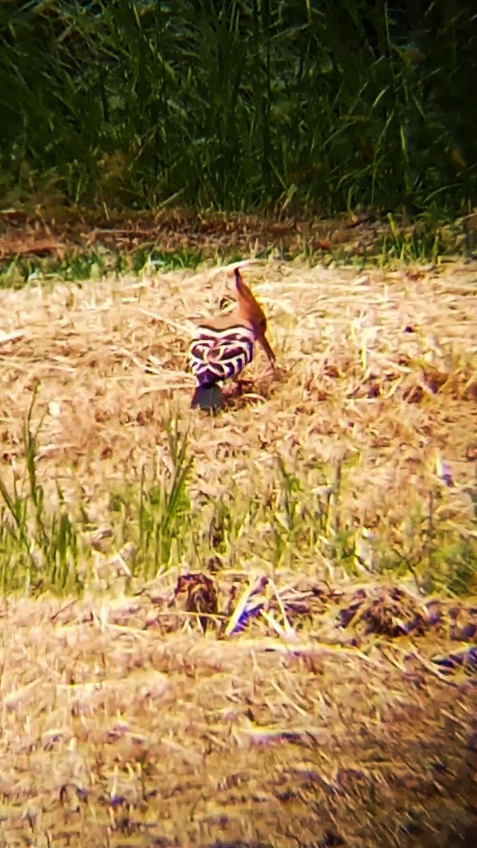 Eurasian Hoopoe - Laurent Pascual-Le Tallec