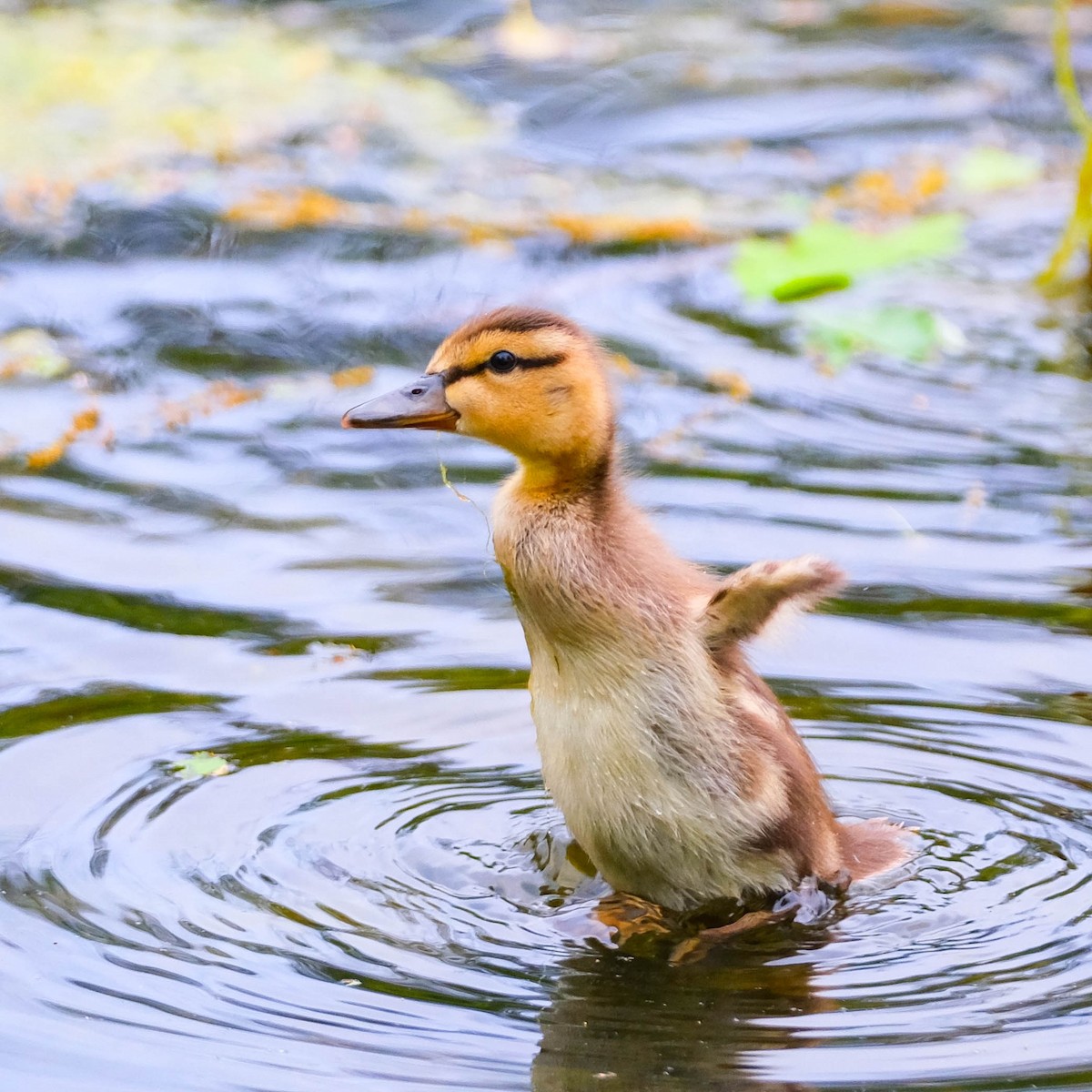 Mallard - Andrew Dressel