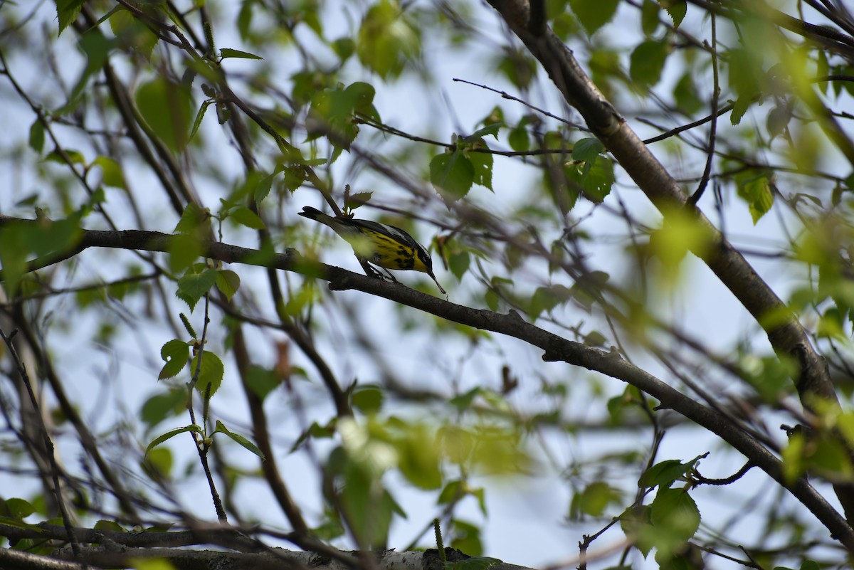 Magnolia Warbler - Robin Fournier