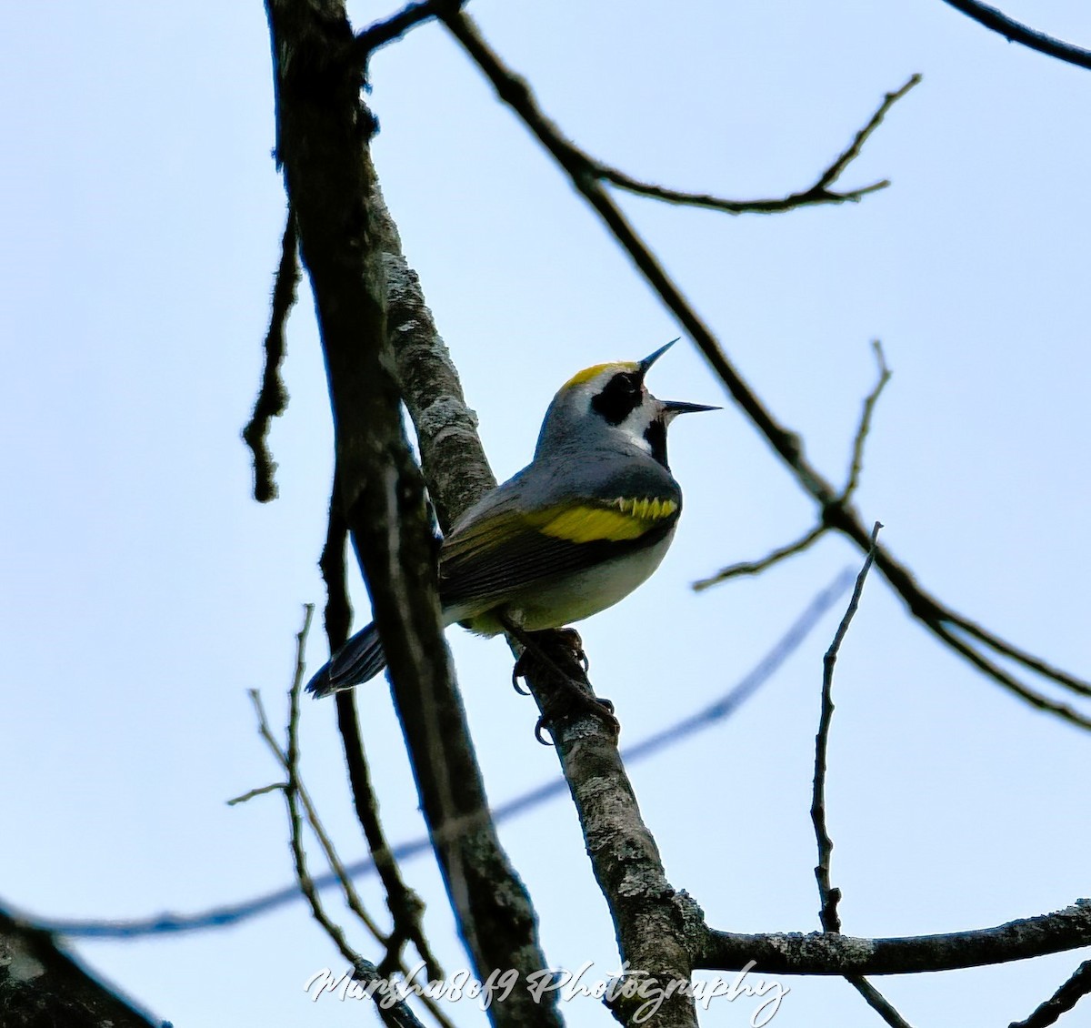 Golden-winged Warbler - Marsha Lewis