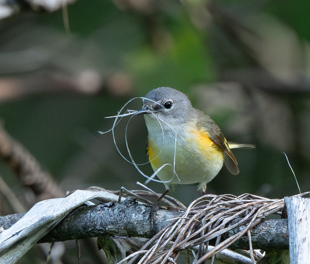 American Redstart - Kevin Rutherford