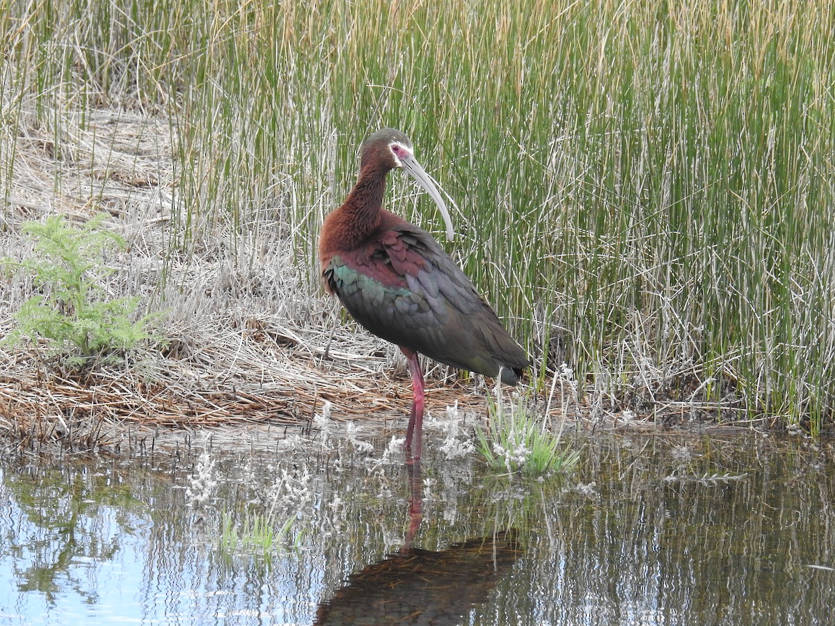 Ibis à face blanche - ML619440536