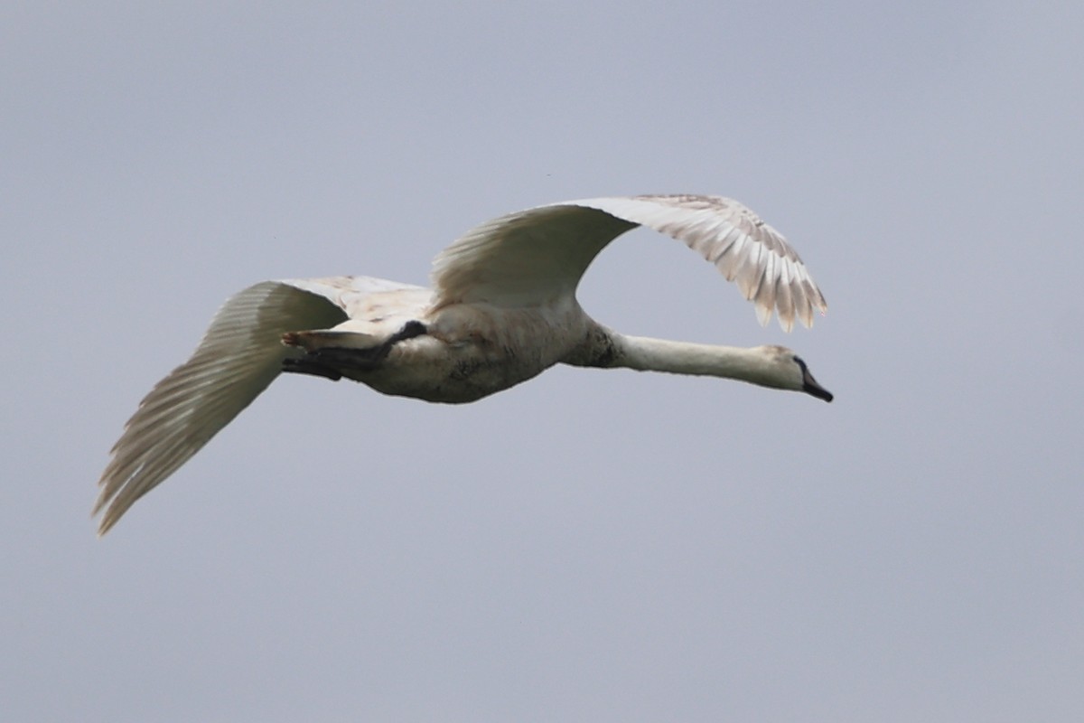 Mute Swan - Anonymous