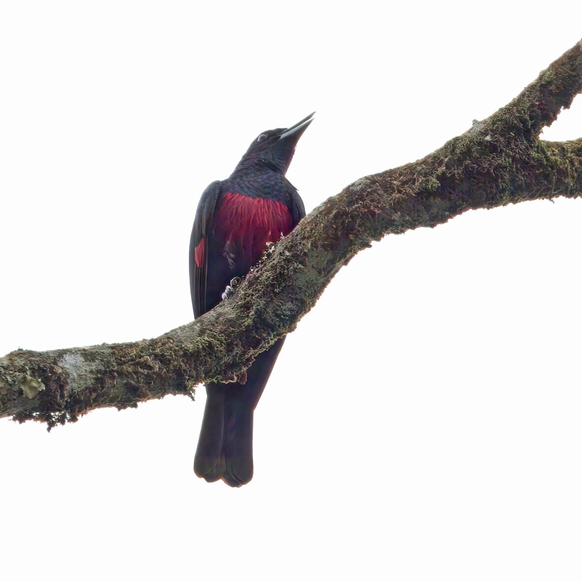 Black-and-crimson Oriole - Ching Chai Liew