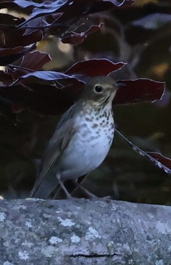 Swainson's Thrush - Eileen Rudden