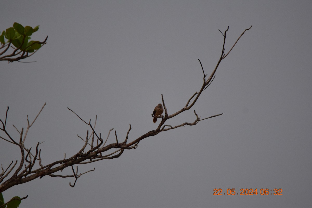 Jungle Babbler - Sanjana Kajawe