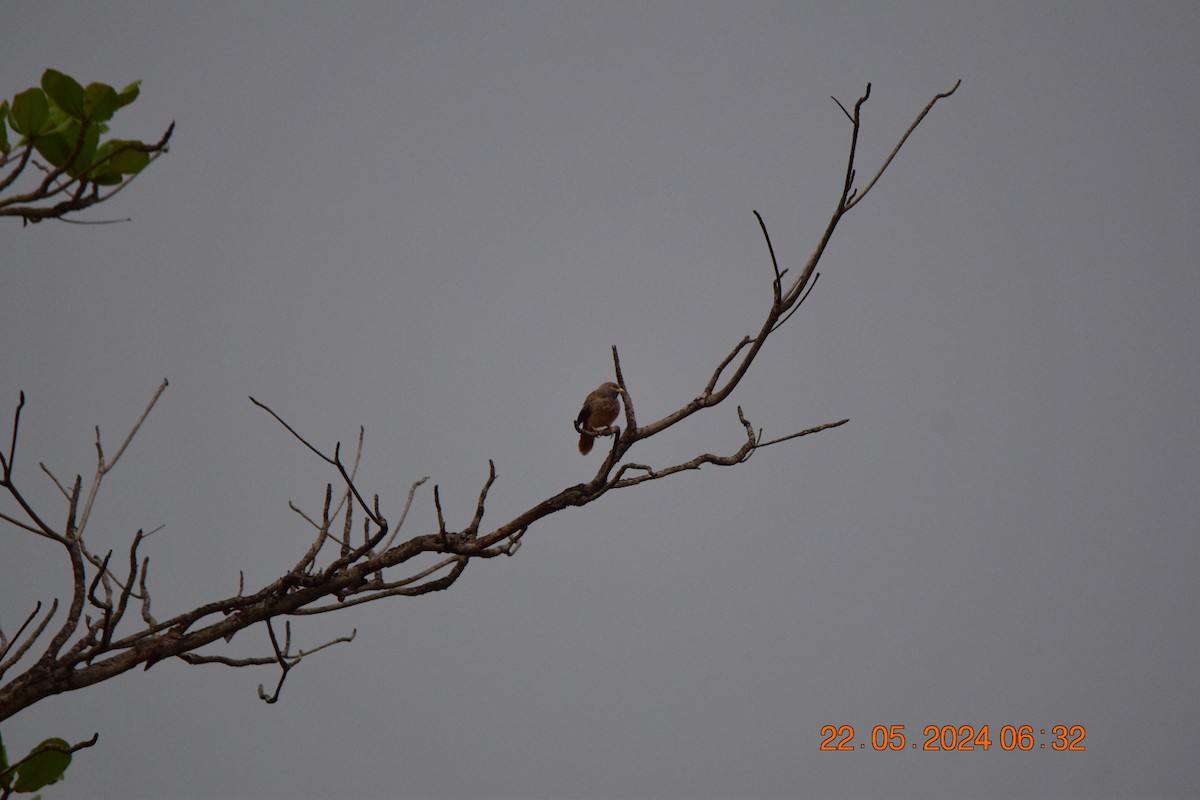 Jungle Babbler - Sanjana Kajawe