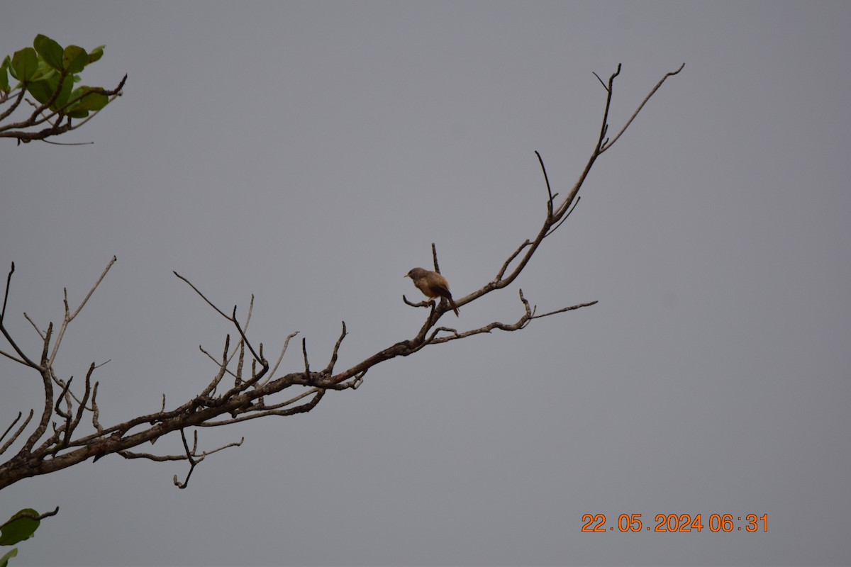 Jungle Babbler - Sanjana Kajawe