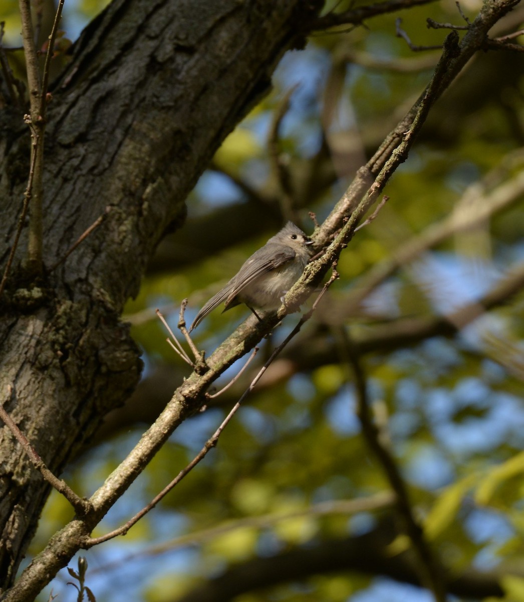 Tufted Titmouse - ML619440563