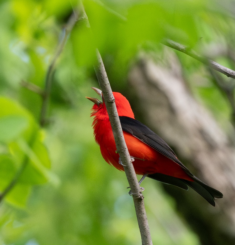 Scarlet Tanager - ML619440569