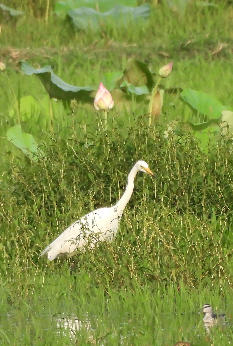 Medium Egret - Pallab Saikia