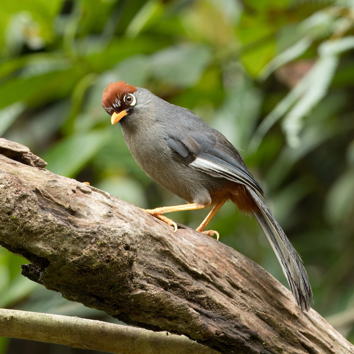 Chestnut-capped Laughingthrush - Ching Chai Liew