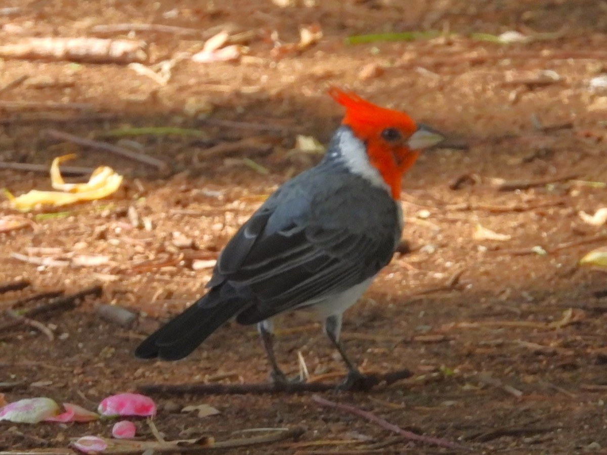 Red-crested Cardinal - Nick Komar