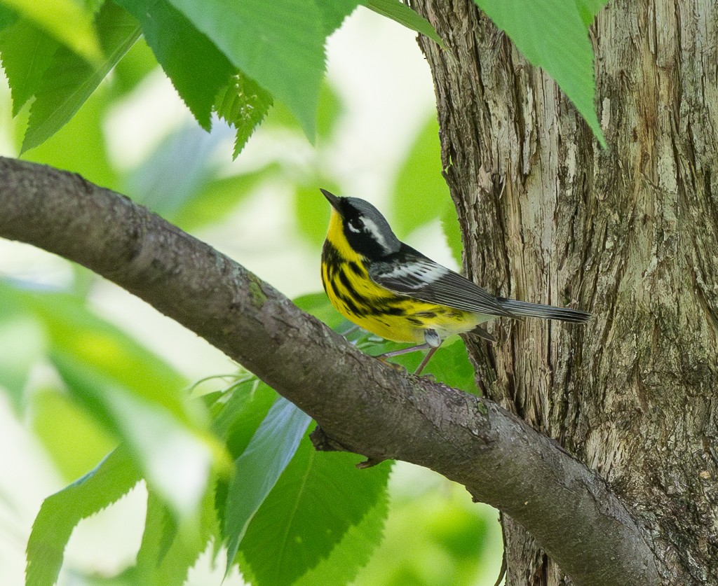 Magnolia Warbler - Kevin Rutherford