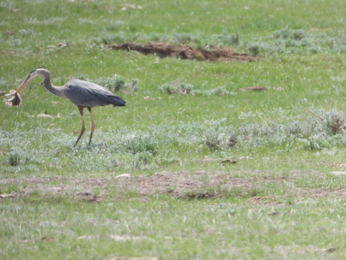 Great Blue Heron - ML619440597