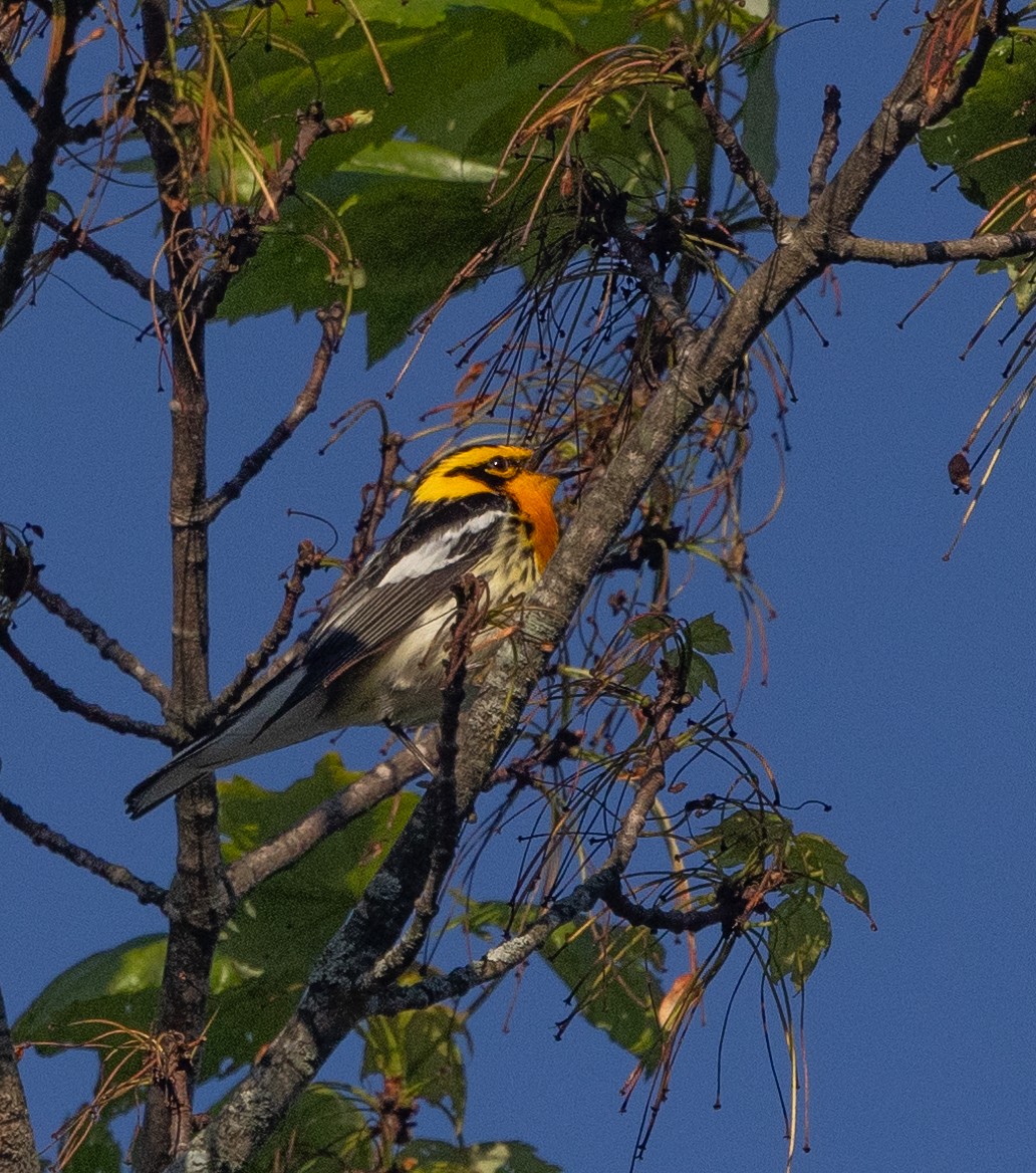 Blackburnian Warbler - mark thomas