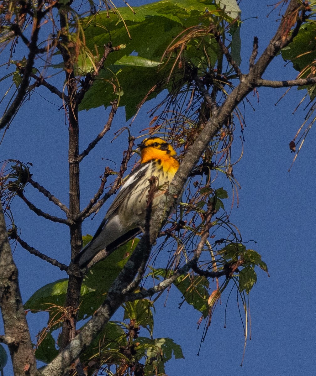 Blackburnian Warbler - mark thomas