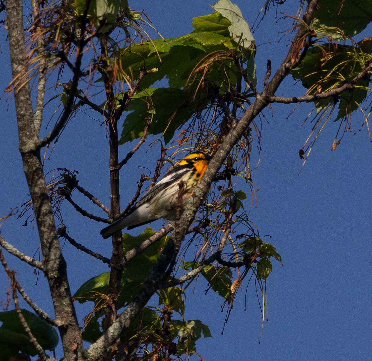 Blackburnian Warbler - mark thomas