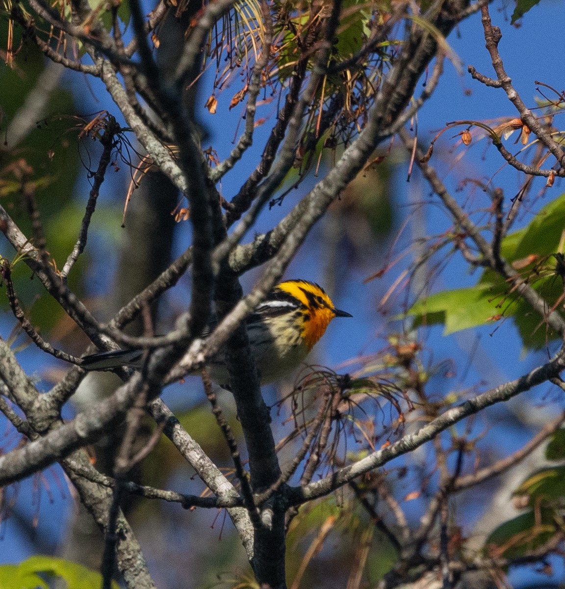 Blackburnian Warbler - mark thomas