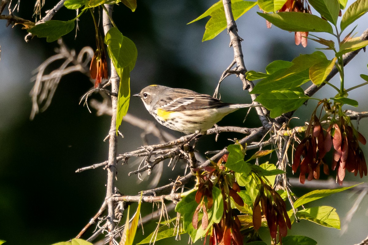 Yellow-rumped Warbler - KIRK BELLER