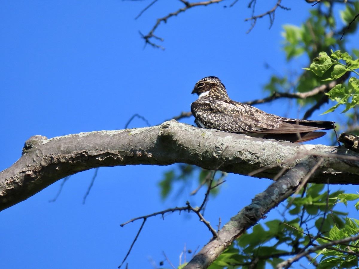 Common Nighthawk - Lindsay McNamara