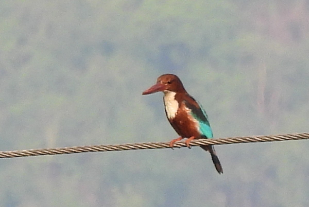 White-throated Kingfisher - Pallab Saikia