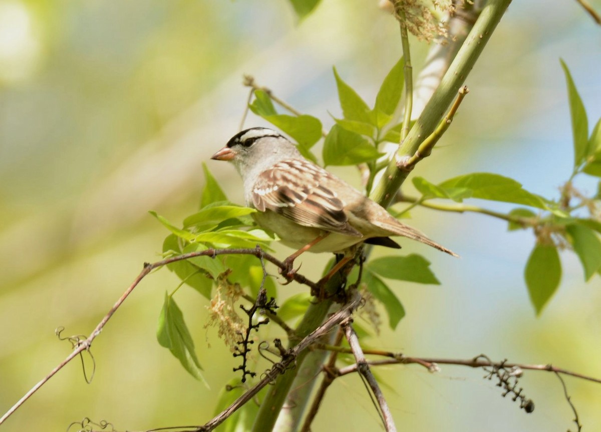 White-crowned Sparrow - Daniel DeLapp