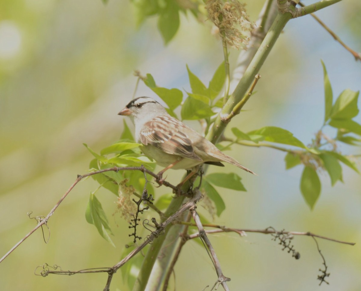 White-crowned Sparrow - Daniel DeLapp