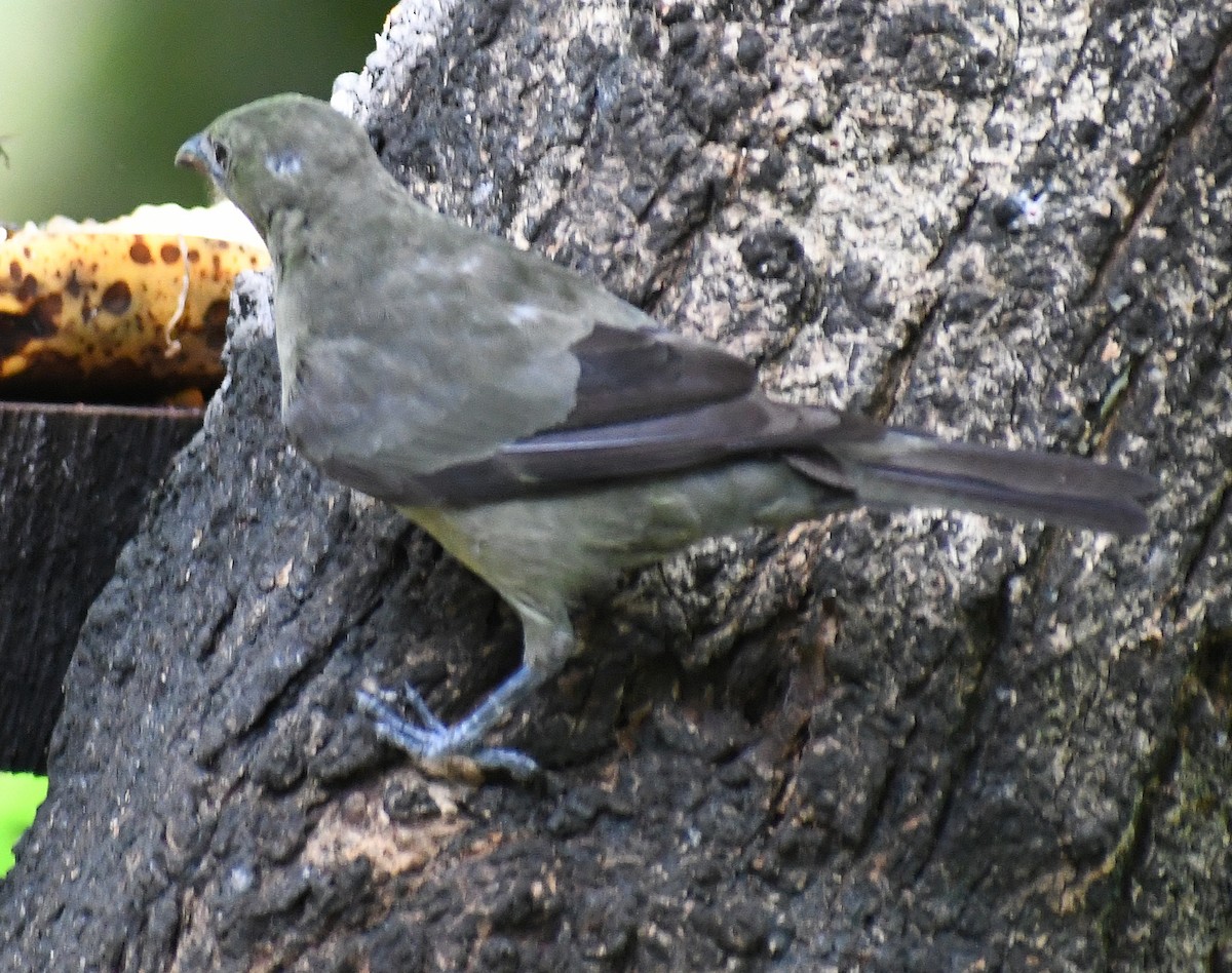 Palm Tanager - Edward Clark