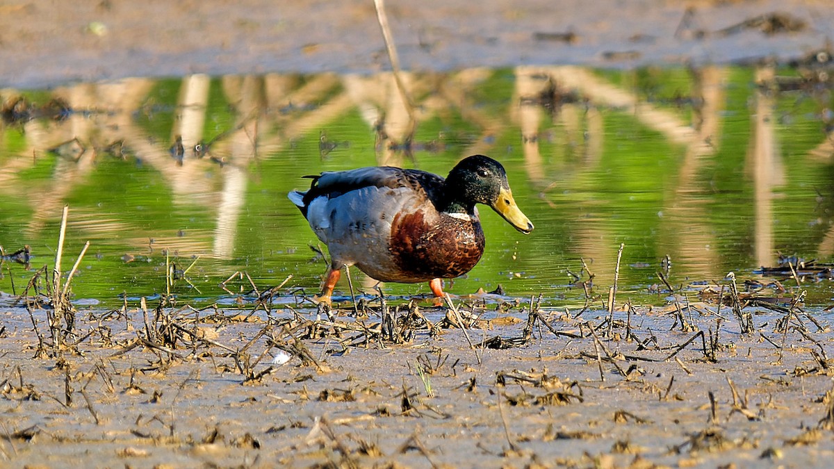 Mallard - Craig Becker