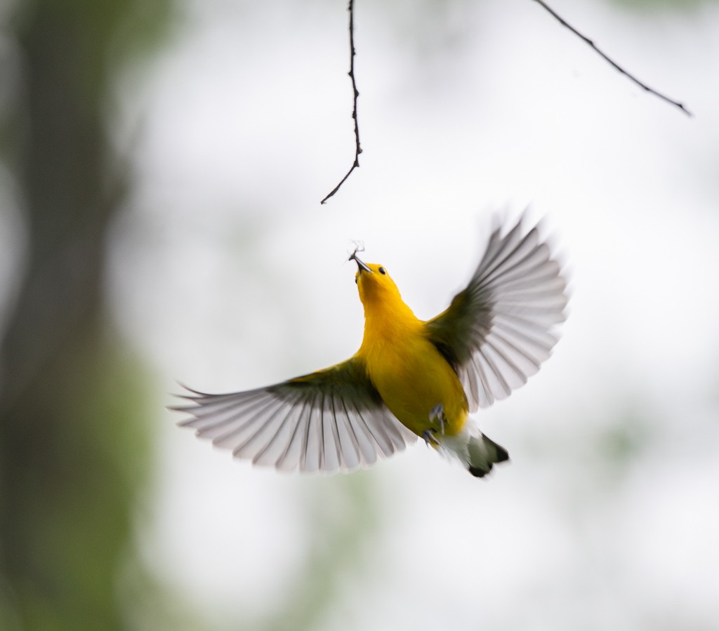 Prothonotary Warbler - Kevin Rutherford