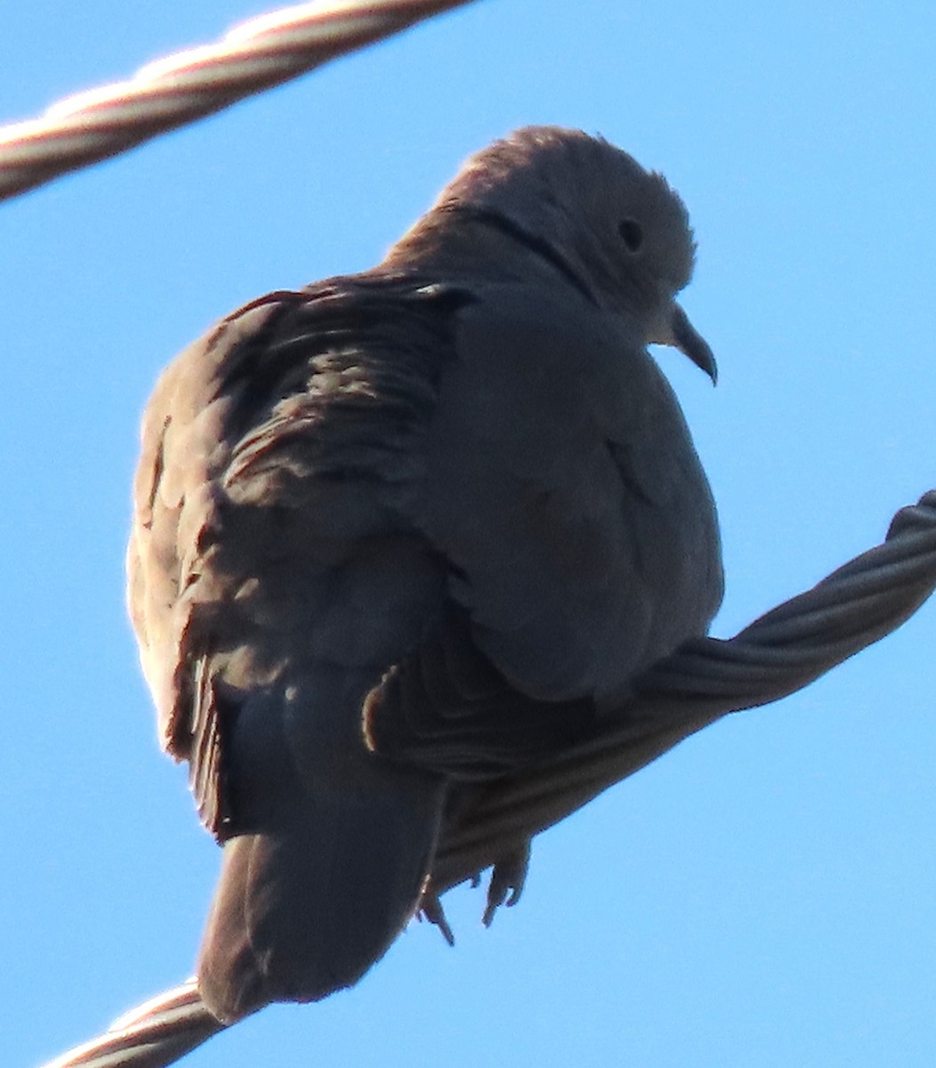 Eurasian Collared-Dove - ML619440641