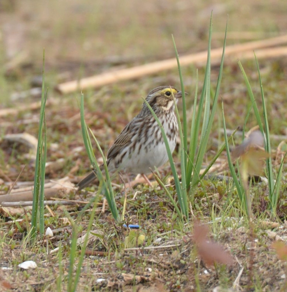 Savannah Sparrow - ML619440643