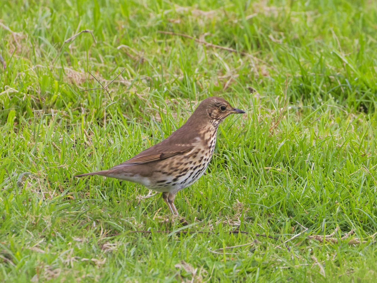 Song Thrush - Angus Wilson