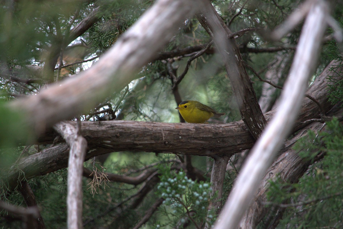 Wilson's Warbler - Kim Sain