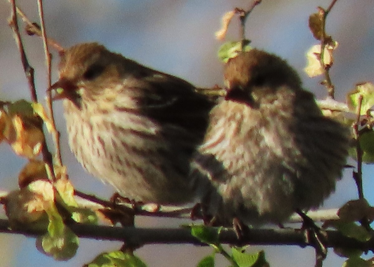 House Finch - BEN BAILEY