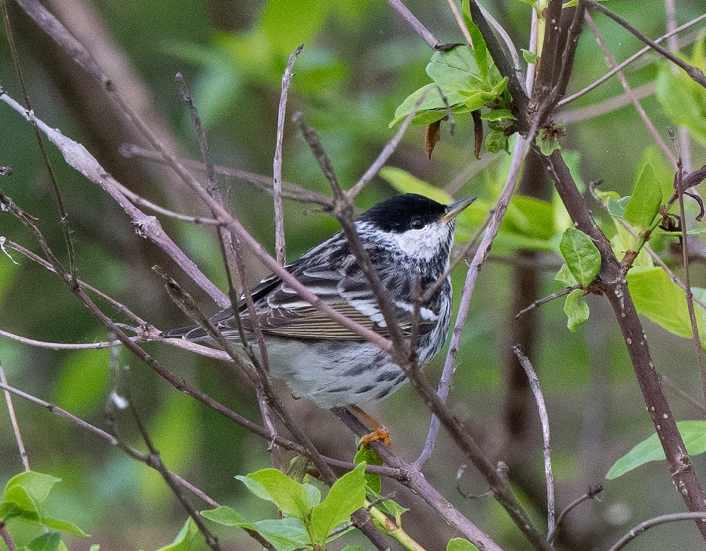 Blackpoll Warbler - Kevin Rutherford