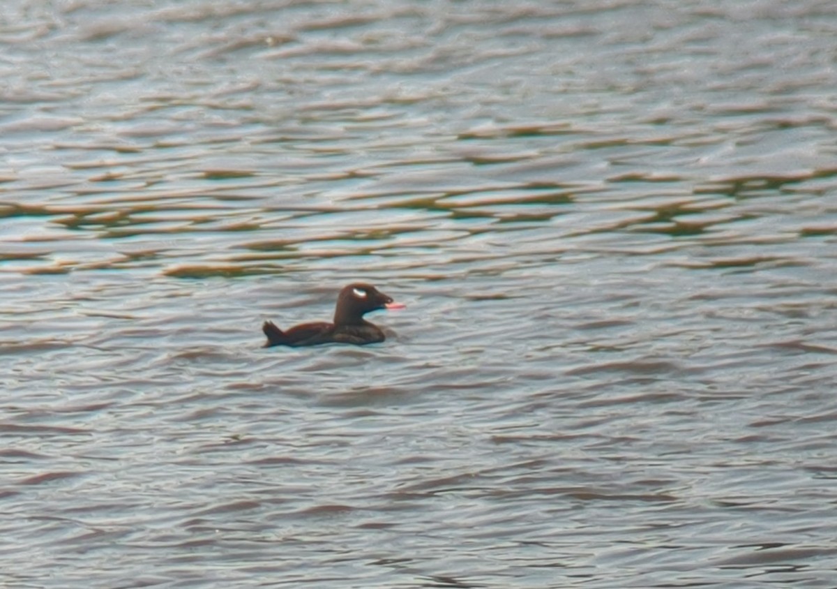 White-winged Scoter - François Martin