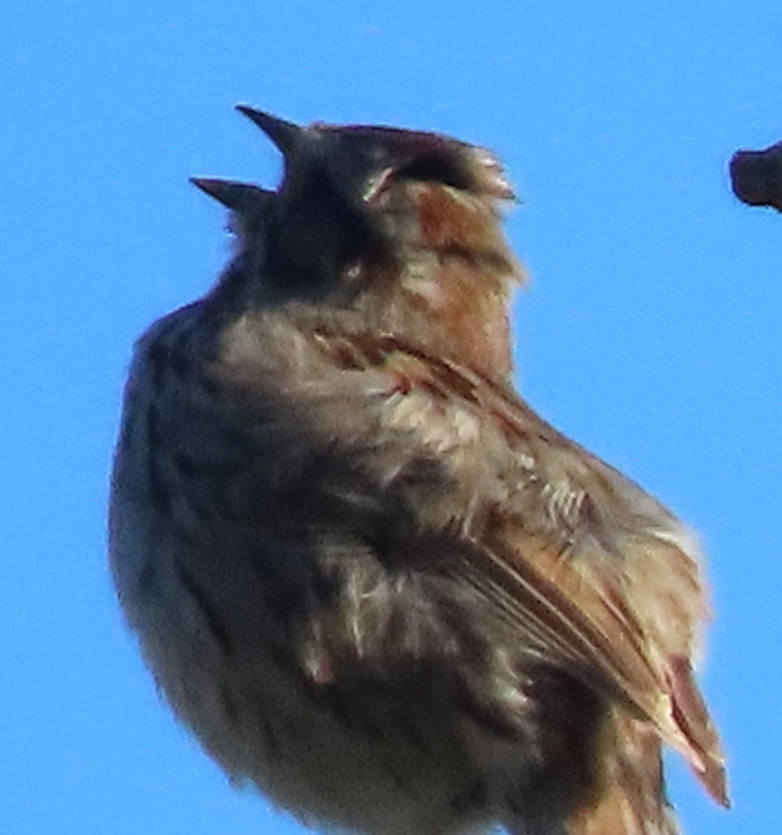 Song Sparrow - BEN BAILEY