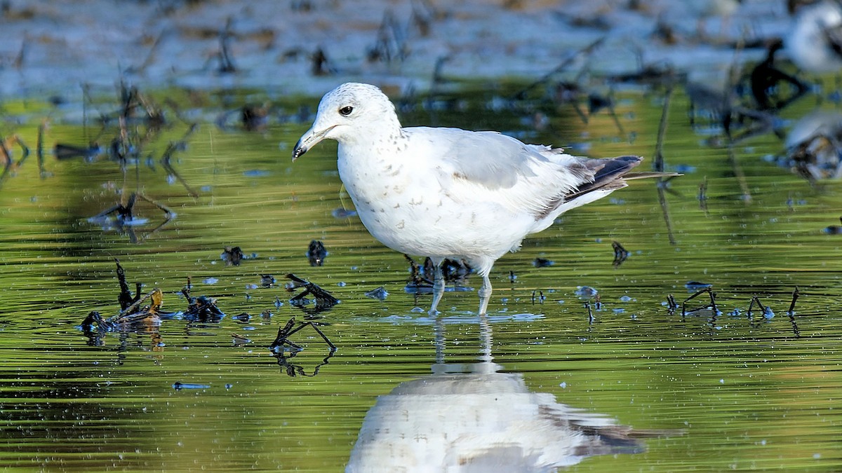 Ring-billed Gull - Craig Becker