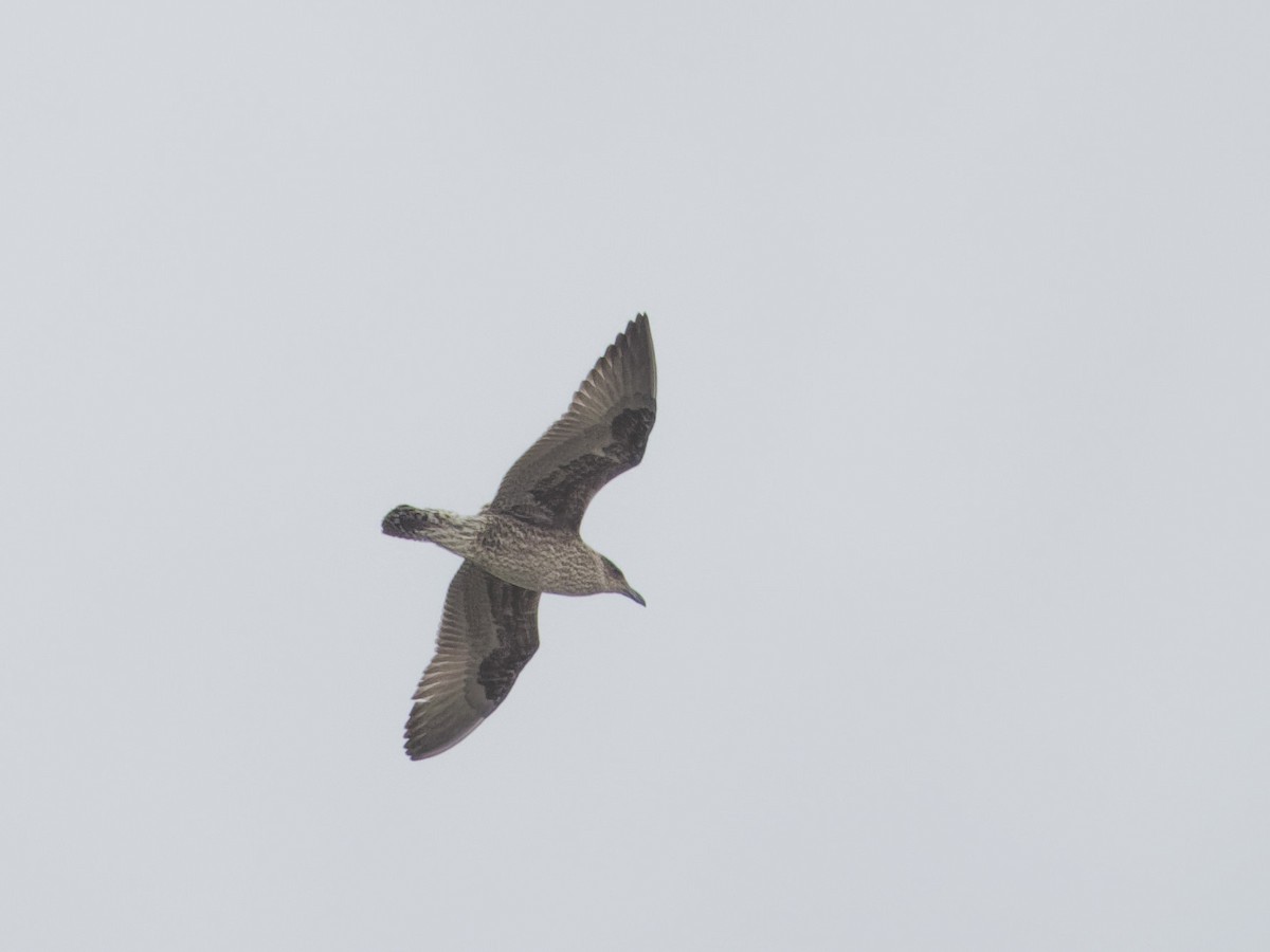 Kelp Gull - Angus Wilson