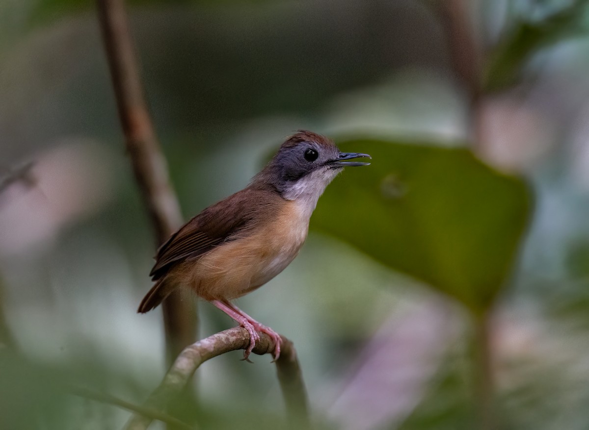 Short-tailed Babbler - Chien N Lee