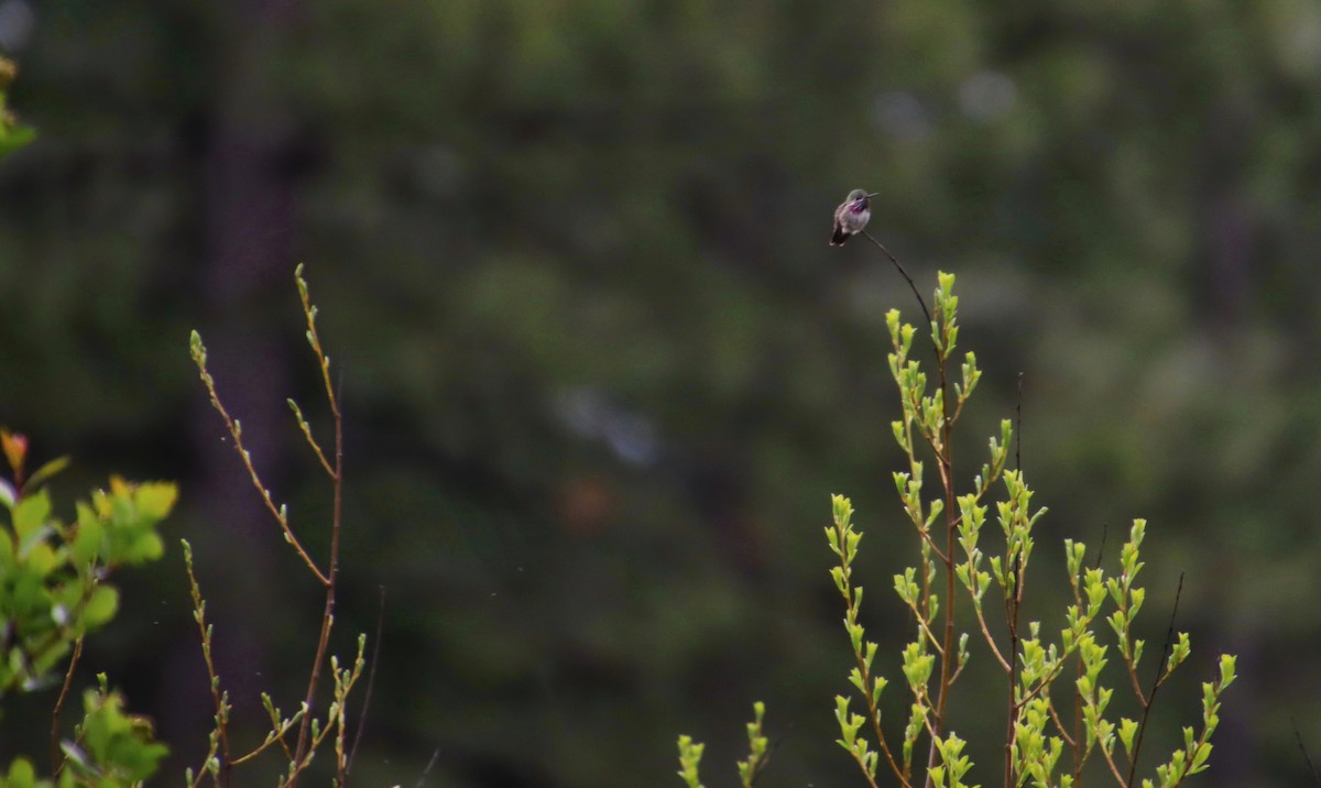 Calliope Hummingbird - Dianne Murray